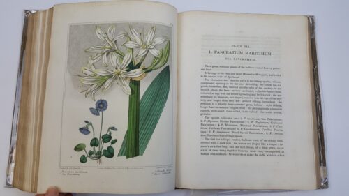 The New Flora Britannica, illustrated with One Hundred and Thirty-Three Plants, engraved by Sansom, from the original pictures, and coloured with the greatest exactness from drawings by Sydenham Edwards, in two volumes, [2 volumes in 1] - Image 6